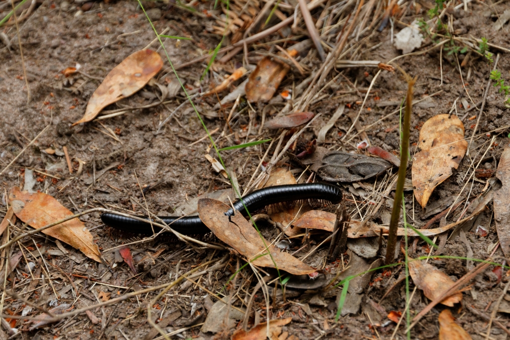 05 - Garden Route NP (3)-Iule.jpg